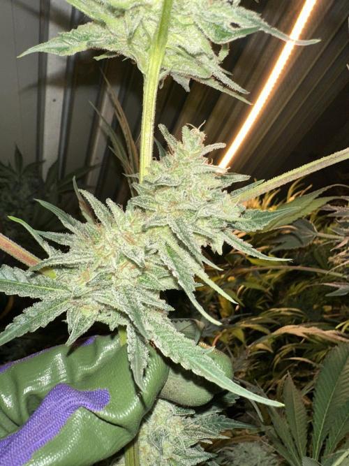 Sticky broccoli 🥦. Week 14