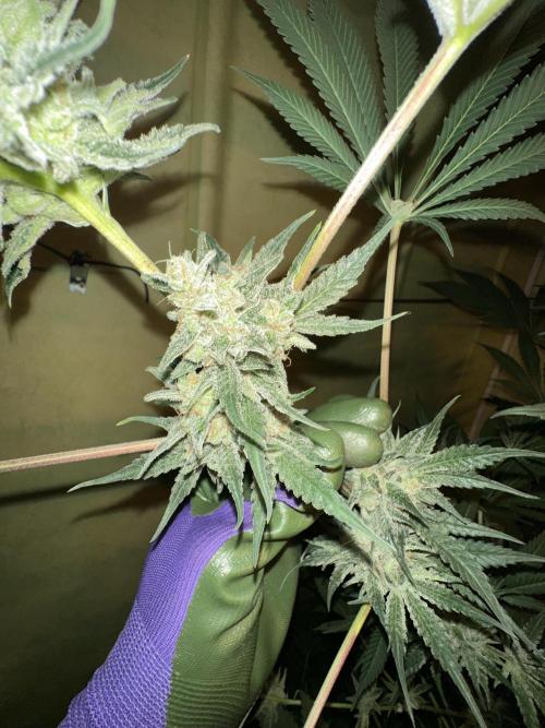 Sticky broccoli 🥦. Week 14