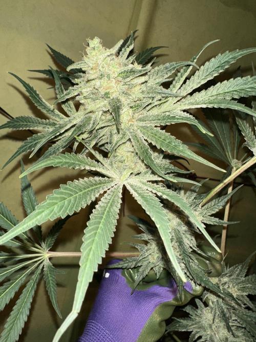 Sticky broccoli 🥦. Week 14