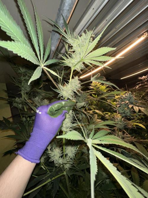 Sticky broccoli 🥦. Week 14