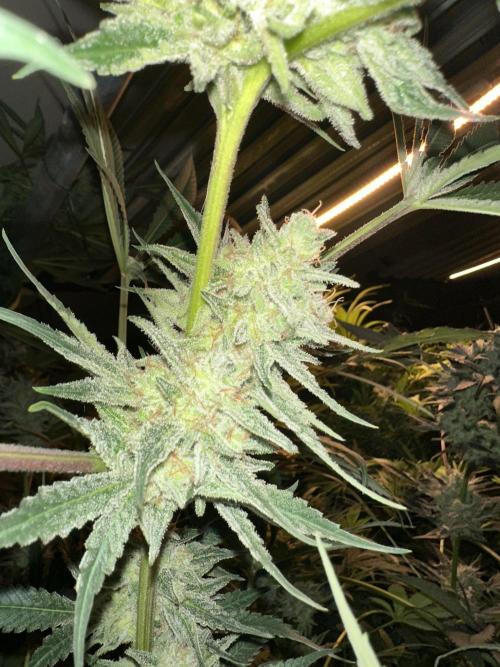 Sticky broccoli 🥦. Week 14