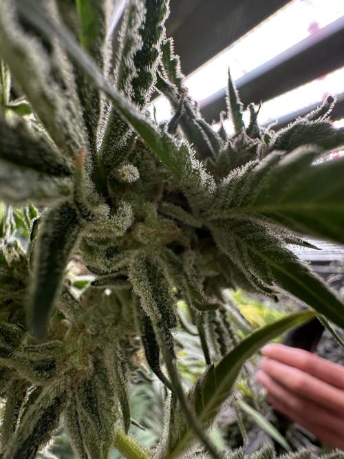 Sticky broccoli 🥦. Week 14