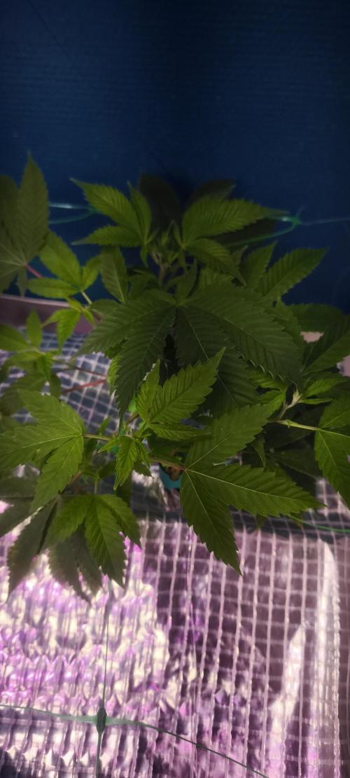 Sticky broccoli 🥦. Week 14 - Clone
