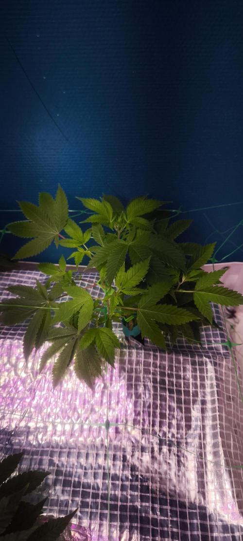 Sticky broccoli 🥦. Week 14 - Clone 