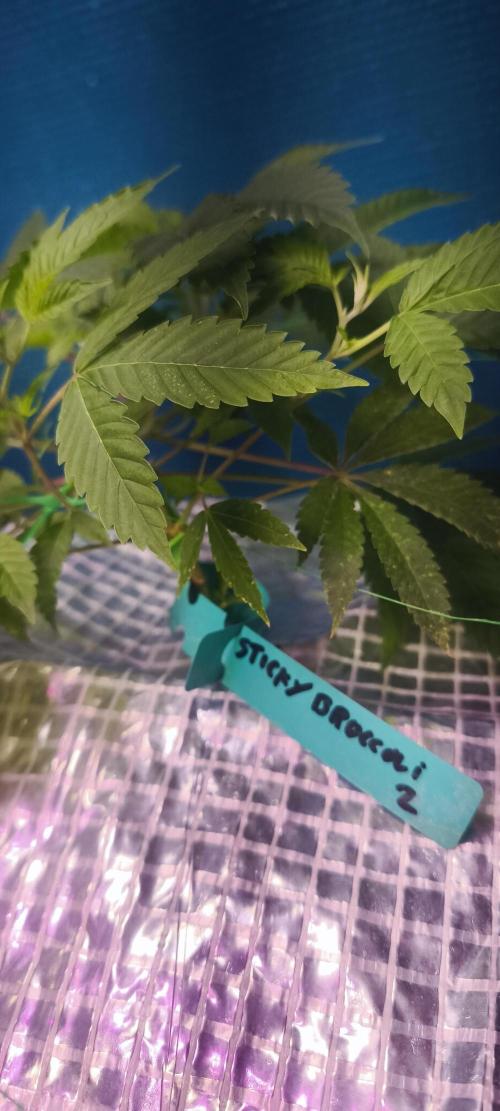 Sticky broccoli 🥦. Week 14 - Clone 