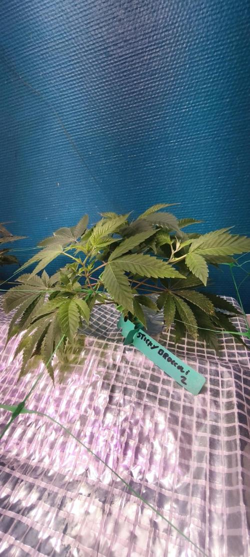 Sticky broccoli 🥦. Week 14 - Clone 