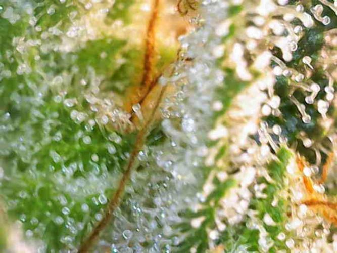 Sticky broccoli 🥦. Week 14