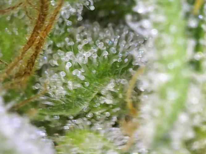 Sticky broccoli 🥦. Week 14