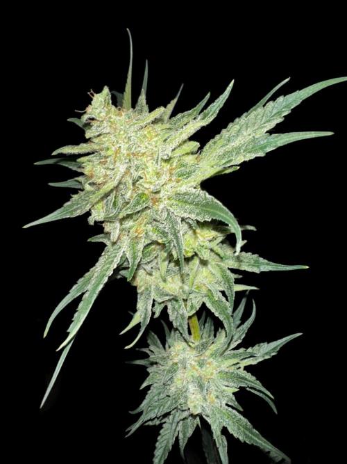 Sticky broccoli 🥦. Week 15