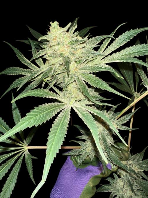Sticky broccoli 🥦. Week 15