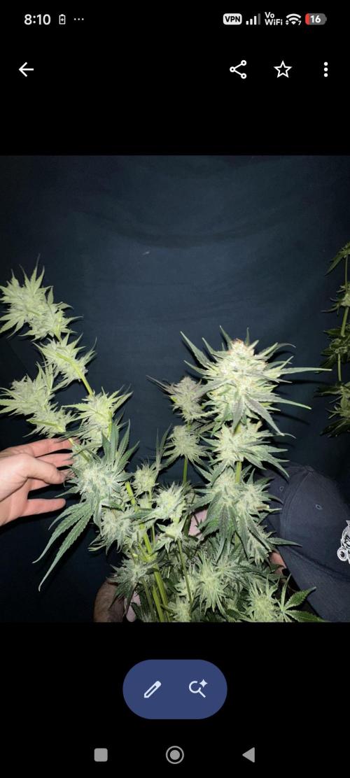Sticky broccoli 🥦. Week 15