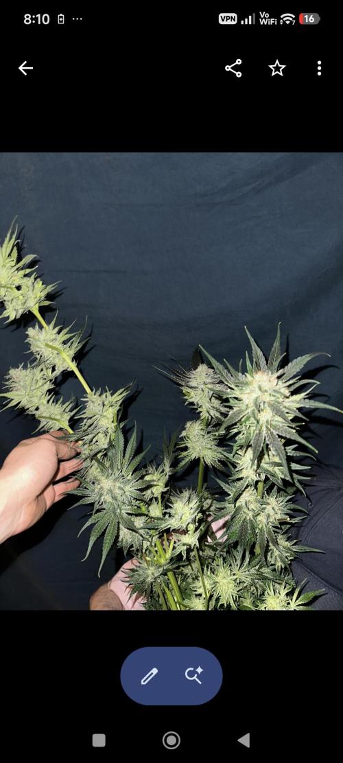 Sticky broccoli 🥦. Week 15