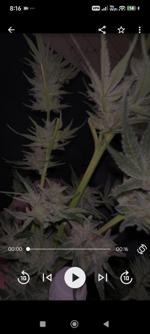 Sticky broccoli 🥦