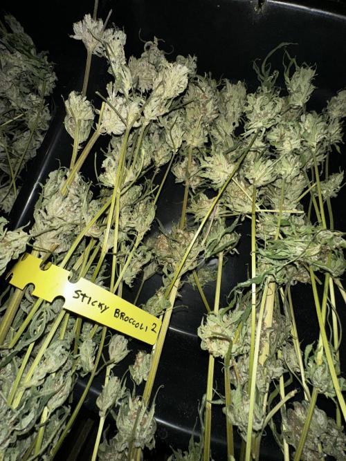 Sticky broccoli 🥦. Week 15