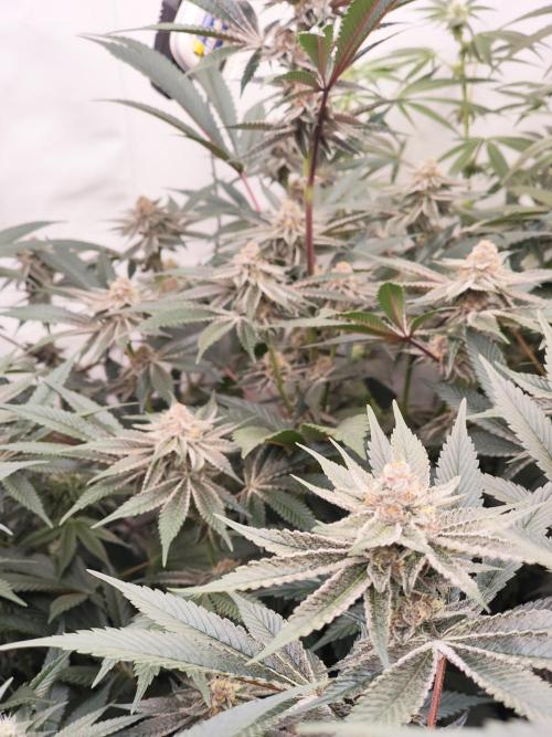 Super Triangle Junky. Week 5 - SBC