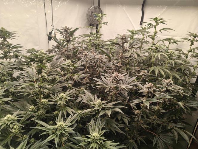 Super Triangle Junky. Week 5 - TK/SBC/CJ
