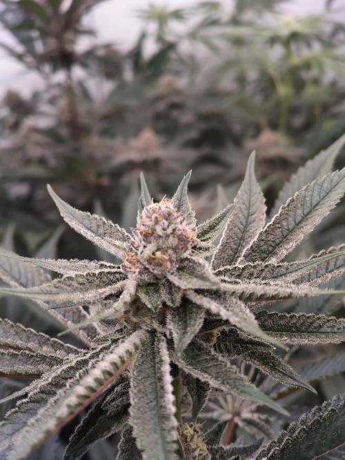 Super Triangle Junky. Week 5 - SBC