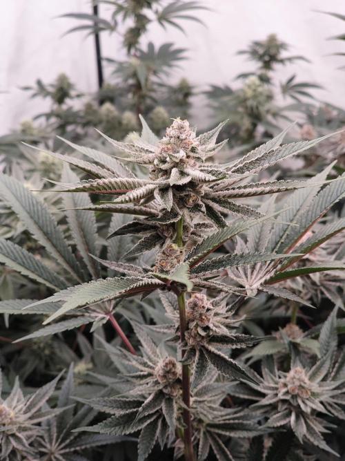 Super Triangle Junky. Week 6 - SBC