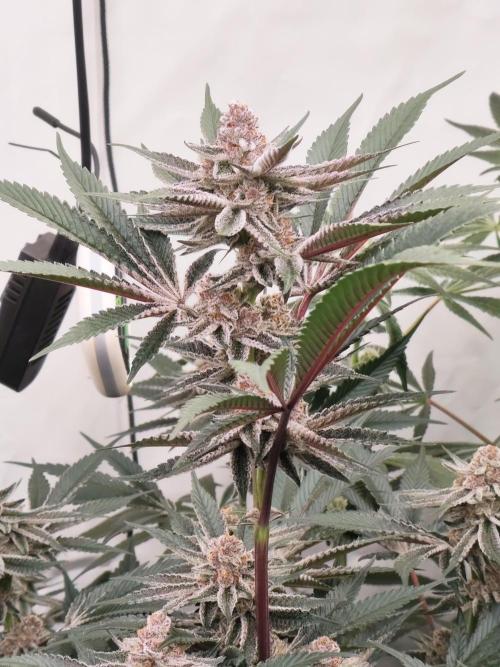 Super Triangle Junky. Week 6 - SBC