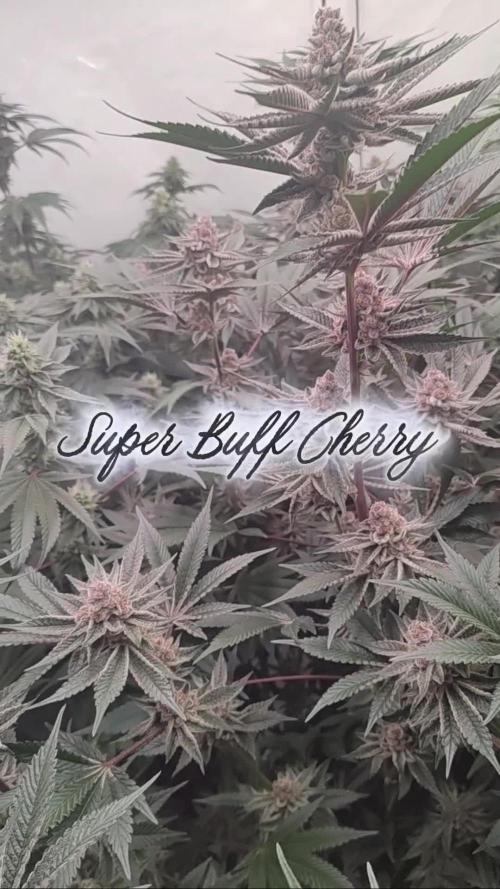 Super Triangle Junky