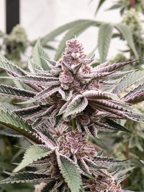Super Triangle Junky. Week 7 - SBC