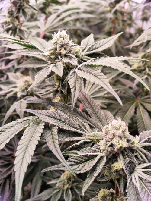 Super Triangle Junky. Week 7 - Cap Junky 