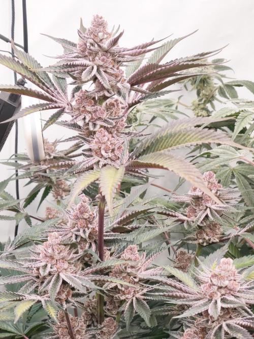 Super Triangle Junky. Week 8 - SBC