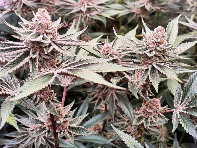 Super Triangle Junky. Week 8