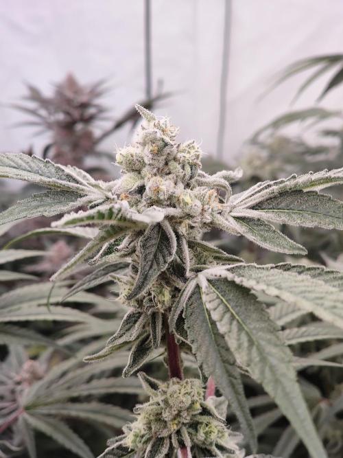 Super Triangle Junky. Week 8