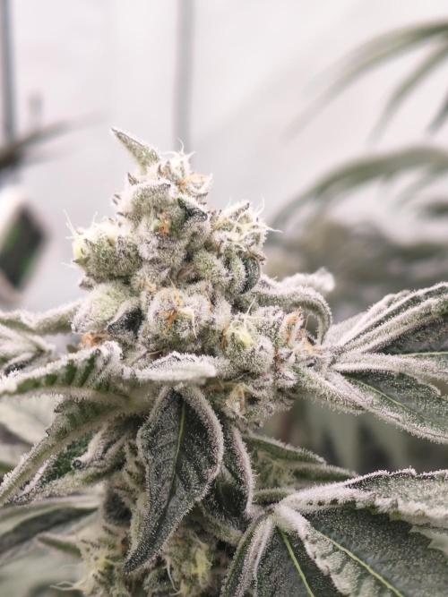 Super Triangle Junky. Week 8