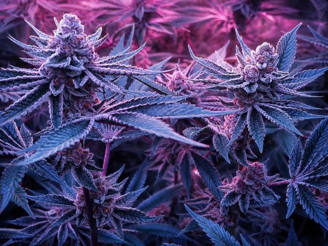 Super Triangle Junky. Week 9