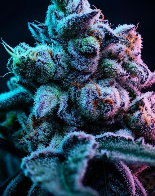 Super Triangle Junky. Week 8