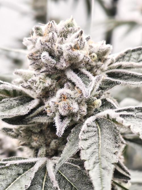 Super Triangle Junky. Week 9