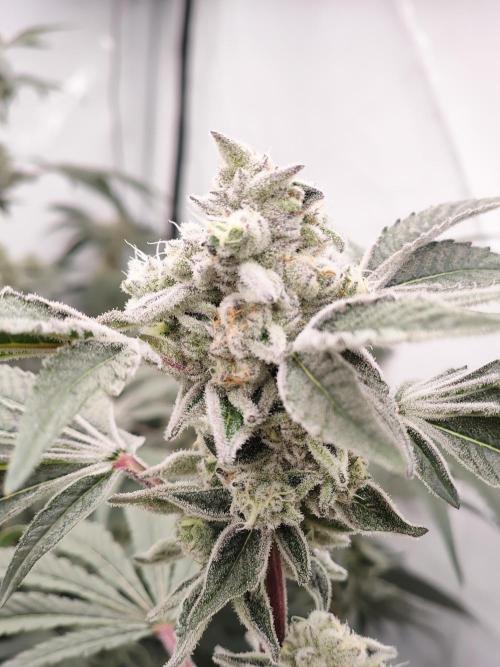 Super Triangle Junky. Week 9