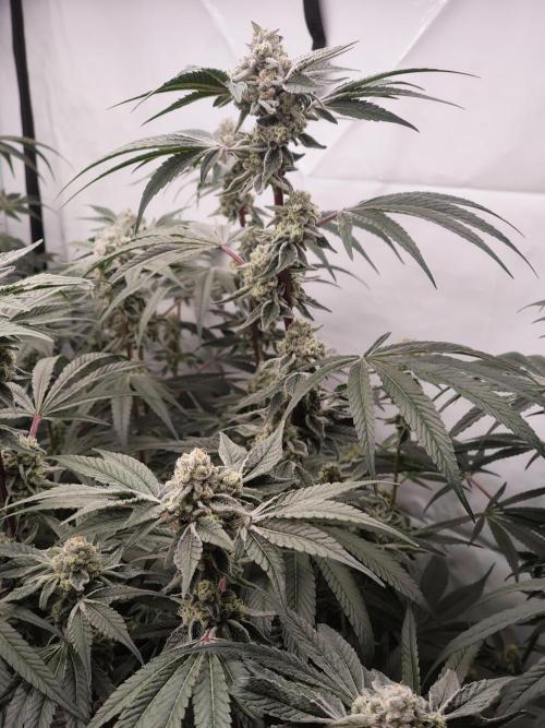 Super Triangle Junky. Week 9