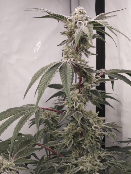Super Triangle Junky. Week 9