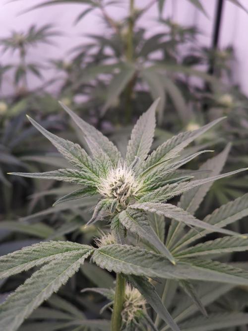 Super Triangle Junky. Week 4