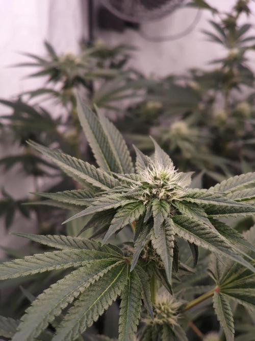 Super Triangle Junky. Week 4