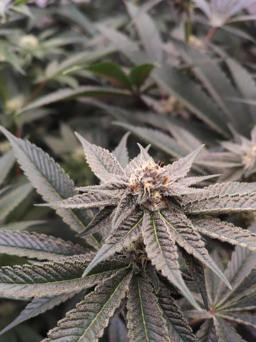 Super Triangle Junky. Week 4