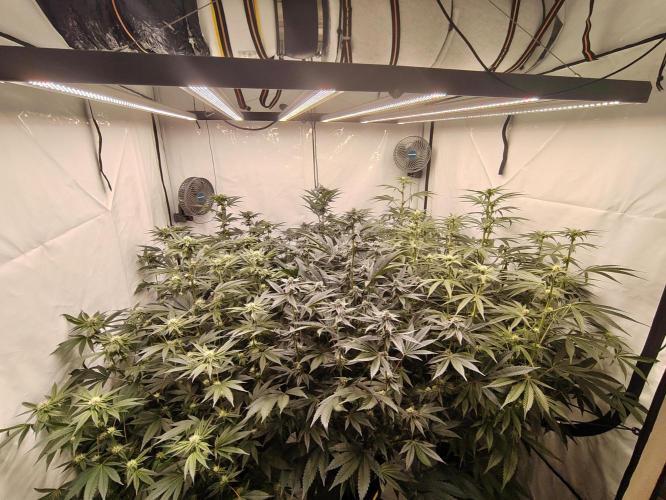 Super Triangle Junky. Week 4