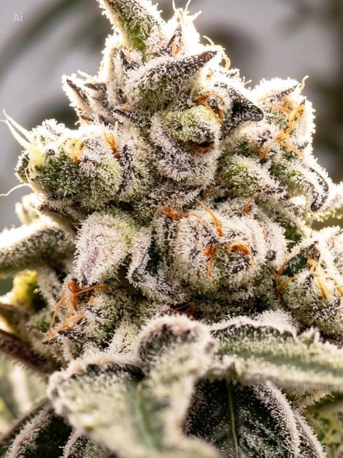 Super Triangle Junky. Week 10