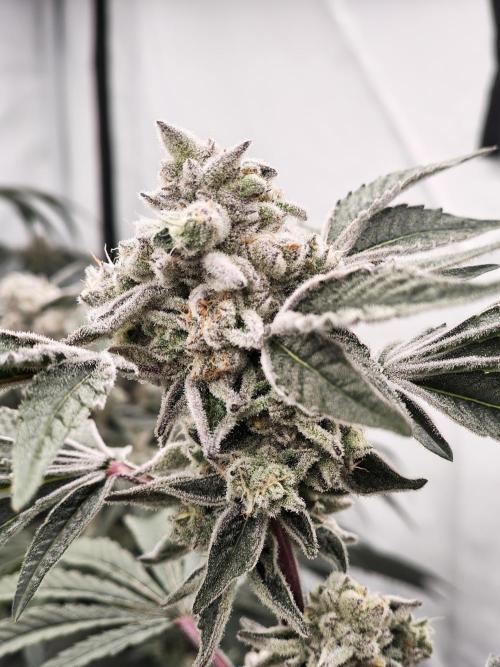 Super Triangle Junky. Week 10