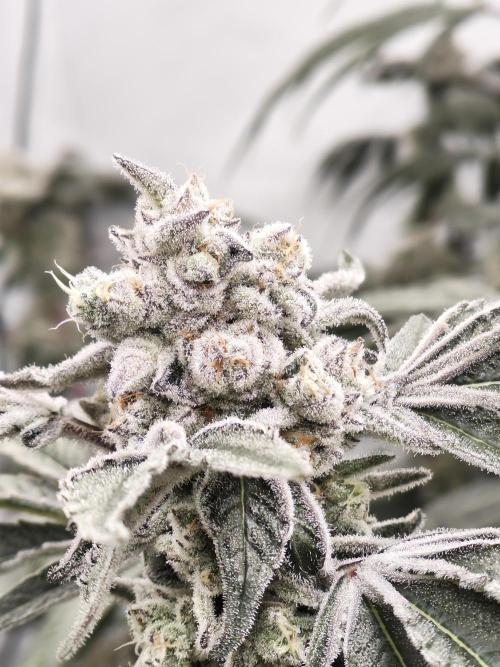 Super Triangle Junky. Week 10