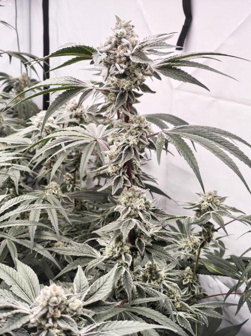 Super Triangle Junky. Week 10