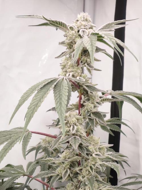 Super Triangle Junky. Week 10