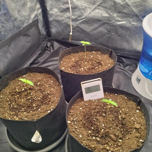 Applez and Bananas GC. Week 1