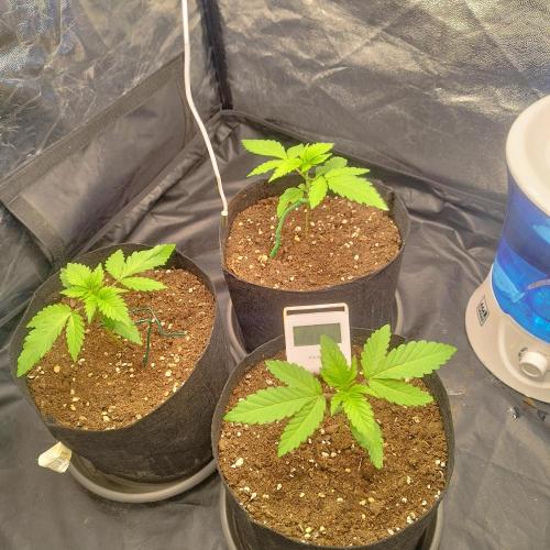 Applez and Bananas GC. Week 2