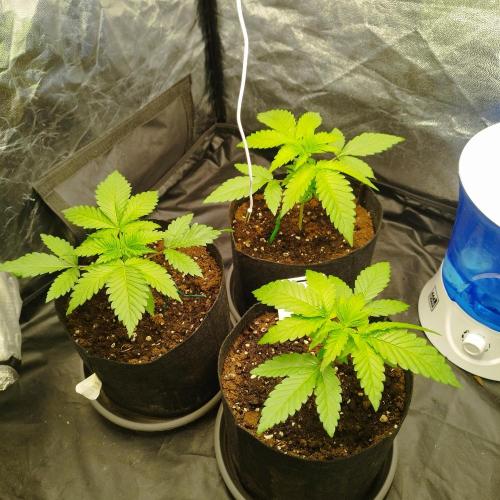 Applez and Bananas GC. Week 3