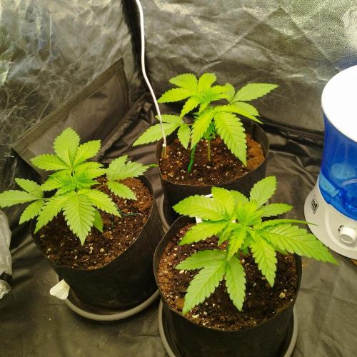 Applez and Bananas GC. Week 3