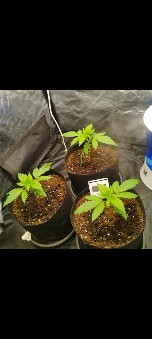 Applez and Bananas GC. Week 3